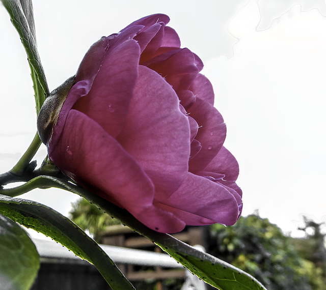 First Camelia bloom this year for HFF