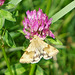 Heliothis