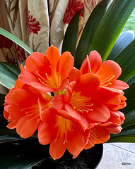 Clivia in flower