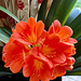 Clivia in flower