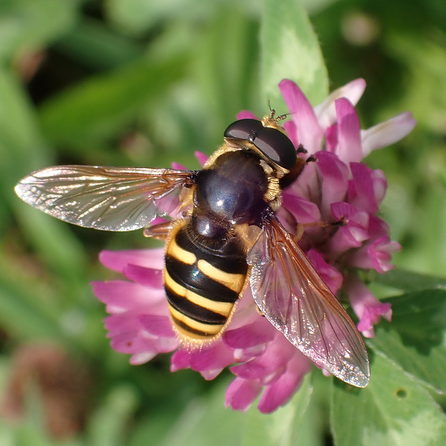 Große Torf-Schwebfliege