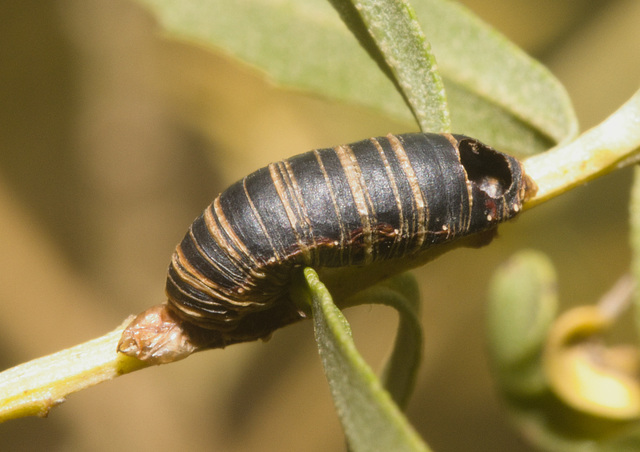 IMG 2612 Cocoon-1