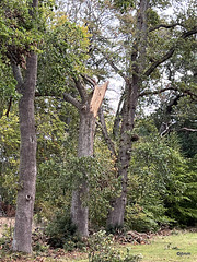 Storm Amy cracked off one of the majestic oaks which has stood in the Oak Avenue since the early 1700s