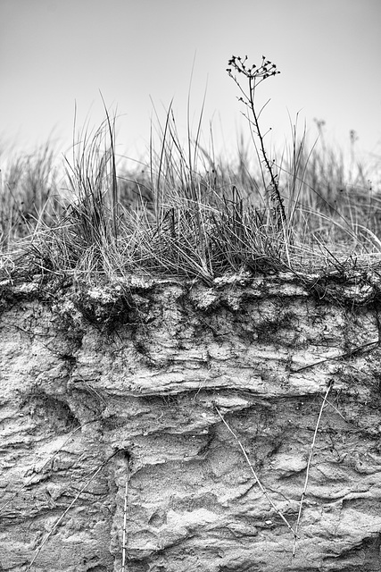 Dune after the Storm