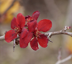 ...fleur d'un arbre fruitier Japonais...
