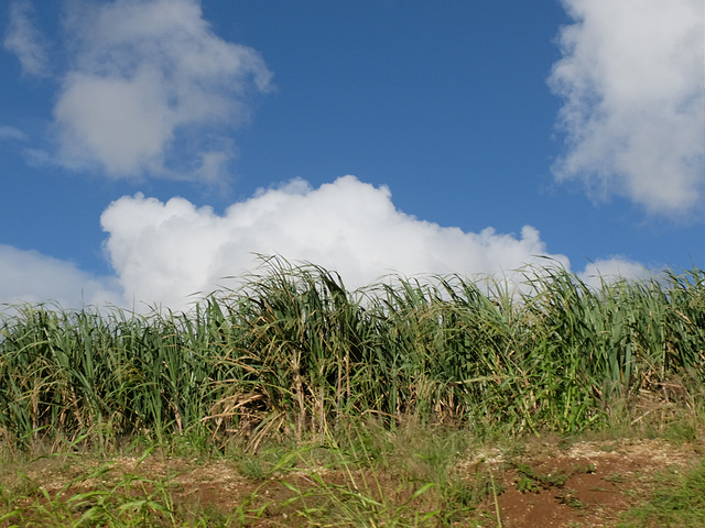 GUADELOUPE