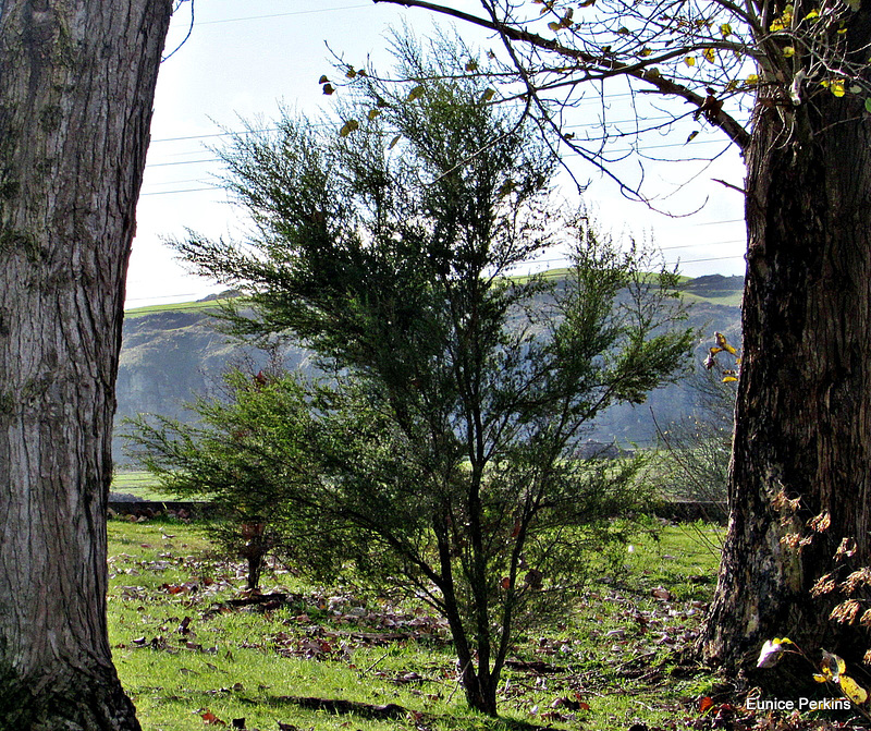 Between Two Trunks.