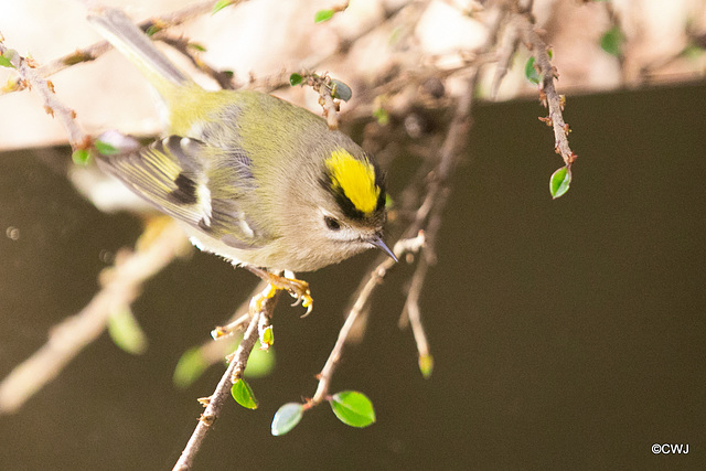 The Goldcrest family are back in residence