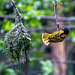 Village  weaver bird