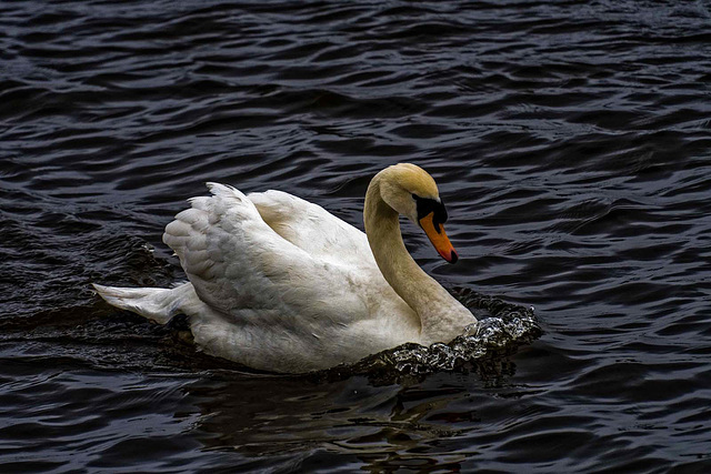 A swan in Ellesmere Port