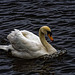 A swan in Ellesmere Port