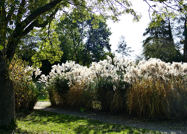 Im Kurpark Bad Bederkesa  (pip)