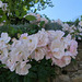 Roses****************