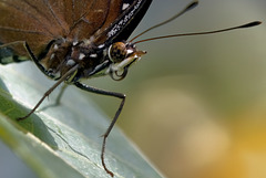 Butterfly Butterfly