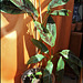 Musa acuminata Sumatrana (1)