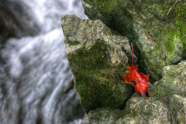 Automne 2016 Oka Québec 5 / 6