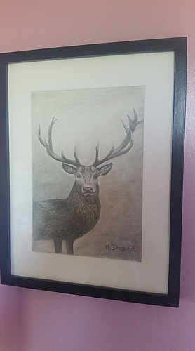 Le Cerf au crayon gris