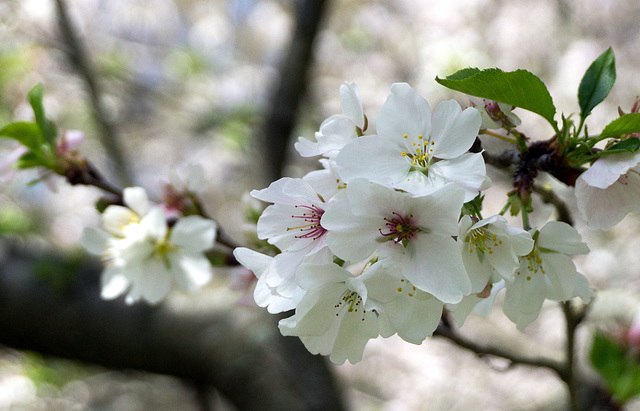 Blossoms, Memphis Botanic Garden