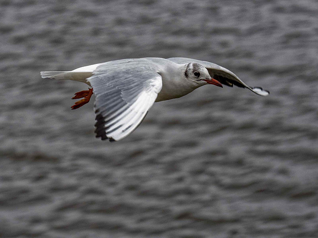 Gull flight shots v6