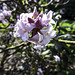 Flowering Daphne
