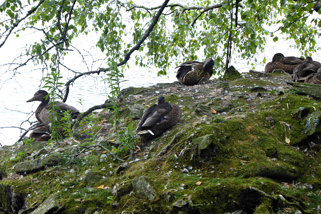 de très nombreux canards sur ces étangs de ROSPORDEN