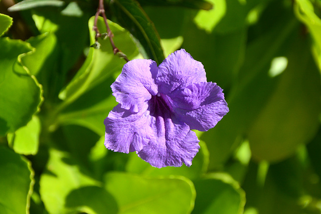 Dominican Republic, Flower of Mexican Petunia