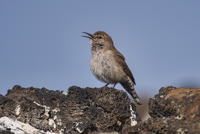 Rock Wren