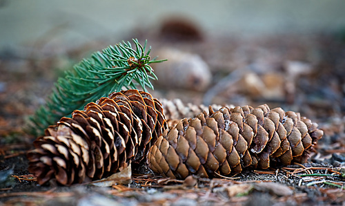 Stillleben am Waldboden :))  Still life on the forest floor :))  Nature morte sur le sol de la forêt :))