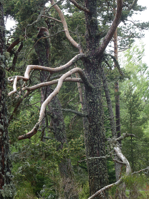 20150514 -17 Chastagnier Lozere VTT-Rando (241) al