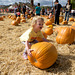 Pumpkin Picking