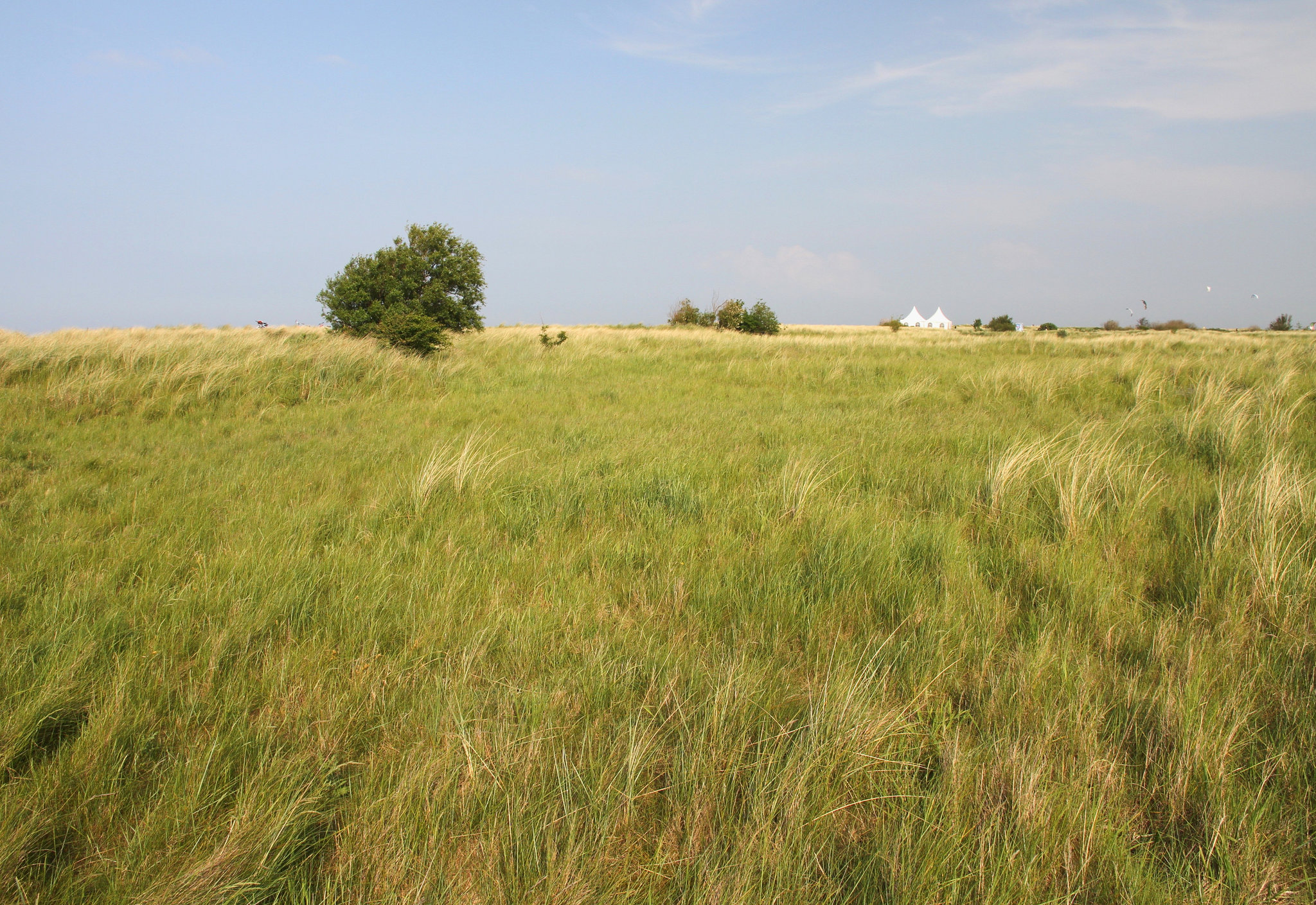 Dünengras am Meer
