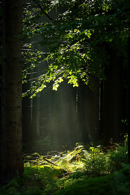 nach dem Regen