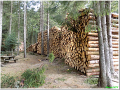 Huge work for lumberjacks - HBM
