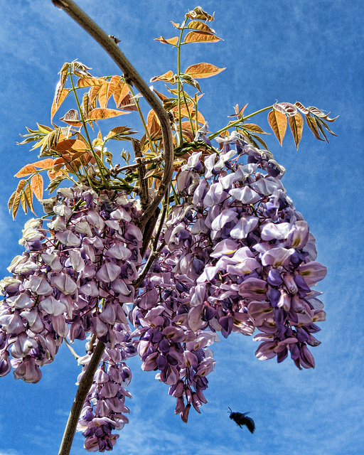 Carpenter Bee At The Wisteria Tree