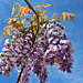 Carpenter Bee At The Wisteria Tree