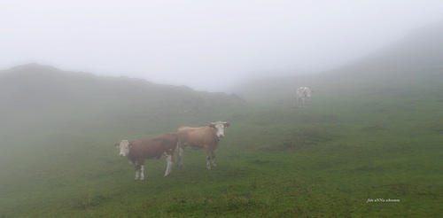 Cows in the fog