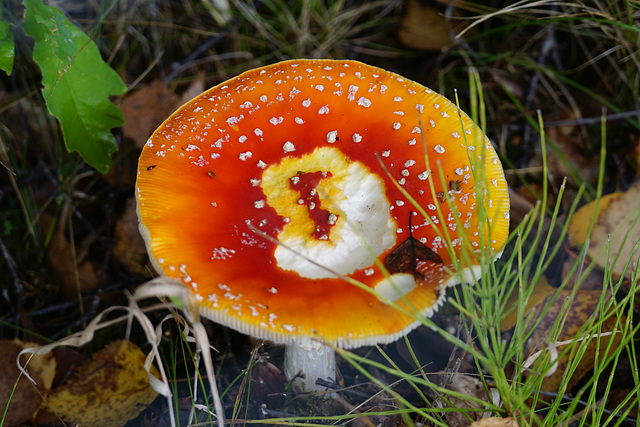 Amanita muscaria mit Schneckenfraß