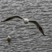Gull flight shots v78