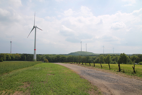 NSG Bruckhauser Mühlenbach, Blick Richtung Lohberg (Hünxe) / 11.05.2019