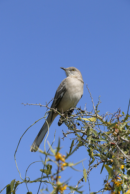 Northern Mockingbird