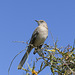 Northern Mockingbird