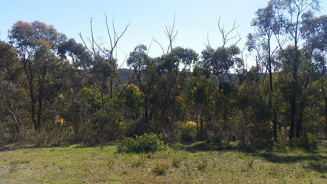 South Australian landscape