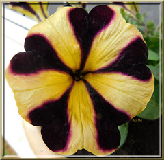 Pétunia************