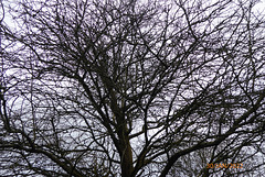 jardin en hiver jardin en hiver