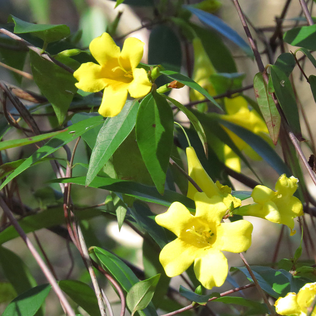 Gelsemium sempervirens