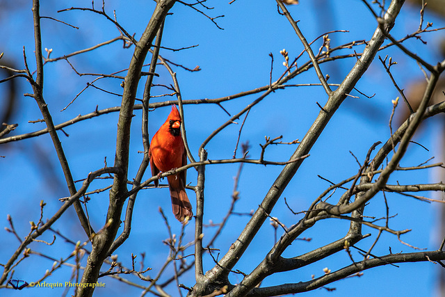 Northern cardinal