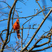 Northern cardinal