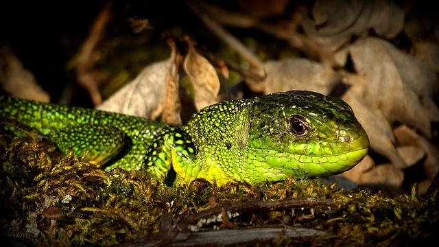 Lézard vert ( Lacerta bilineata Linnaeus, 1758).