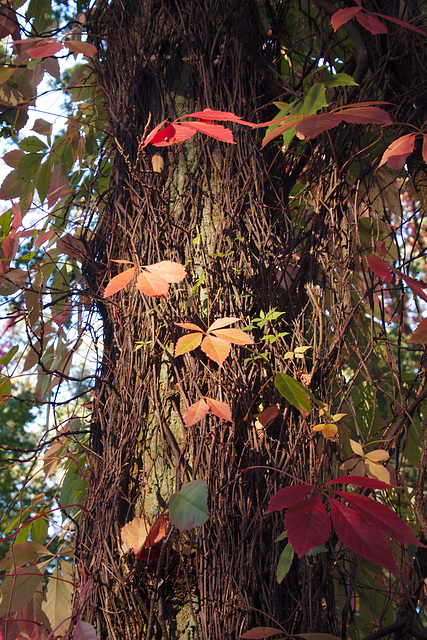 Fall colors