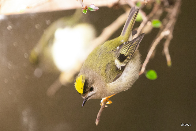 The Goldcrest family are back in residence